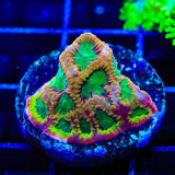 TSA Pandemic Favia Coral