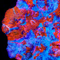 TSA Papa Smurf Chalice Coral