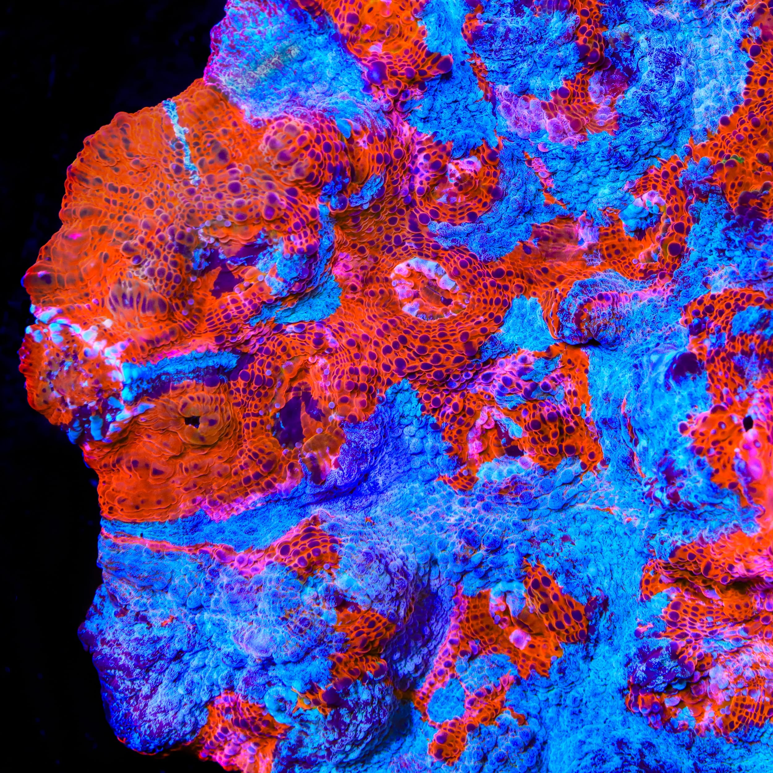 TSA Papa Smurf Chalice Coral