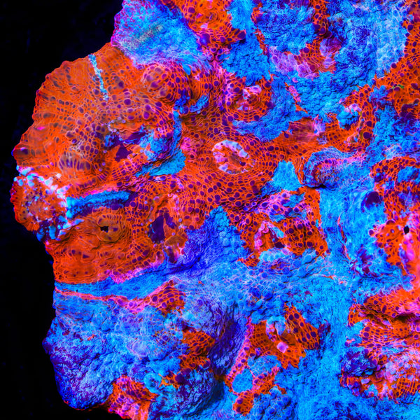 TSA Papa Smurf Chalice Coral