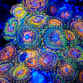 TSA Party On Zoanthids Coral