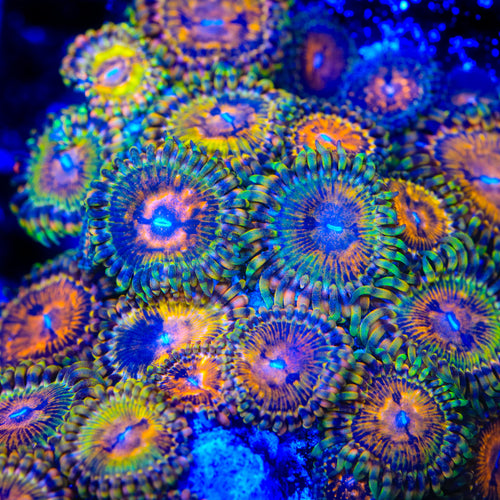 TSA Party On Zoanthids Coral