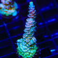 TSA Peach Tree Tenuis Acropora Coral