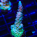 TSA Peach Tree Tenuis Acropora Coral