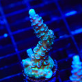 TSA Peach Tree Tenuis Acropora Coral
