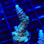 TSA Peach Tree Tenuis Acropora Coral