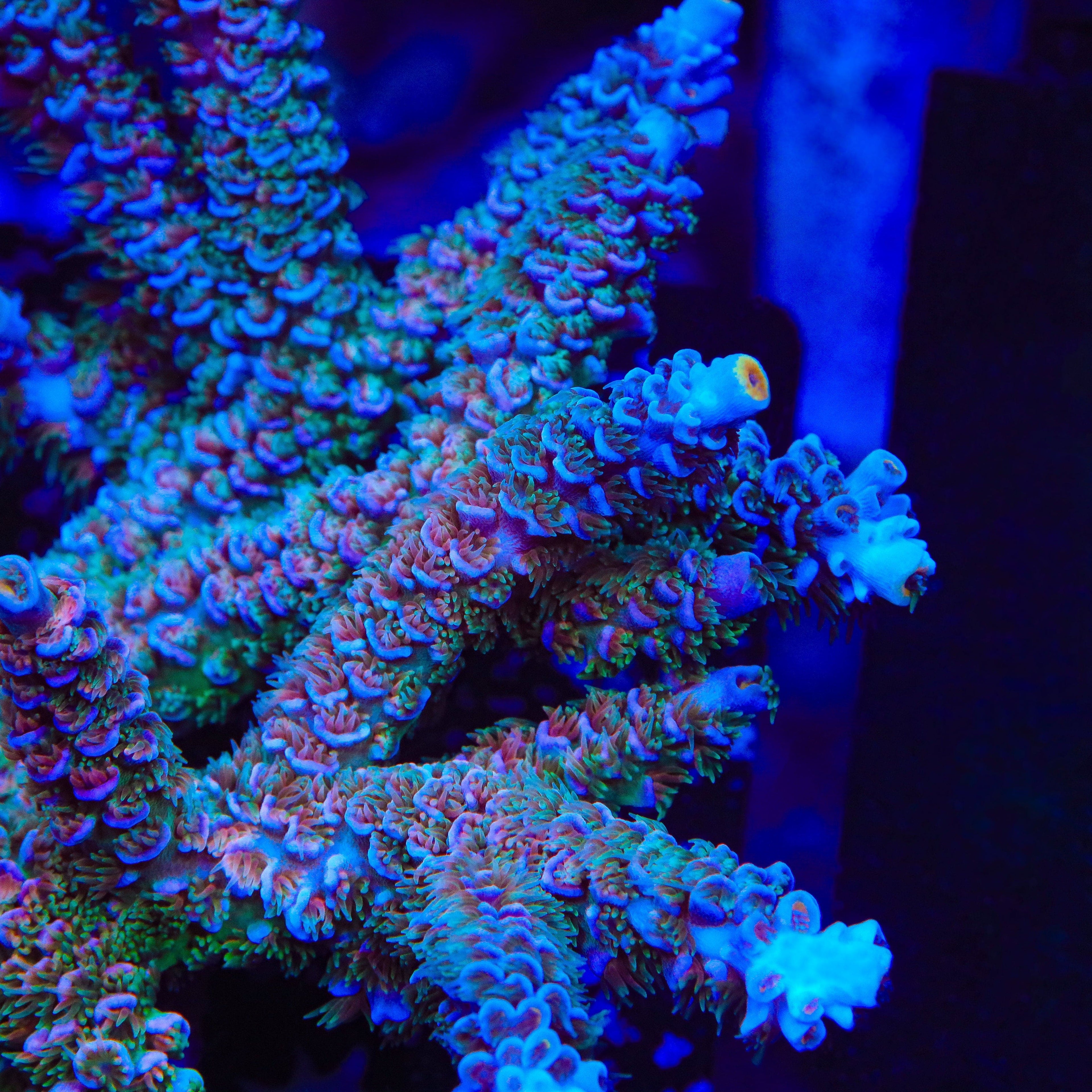 TSA Peach Tree Tenuis Acropora Coral
