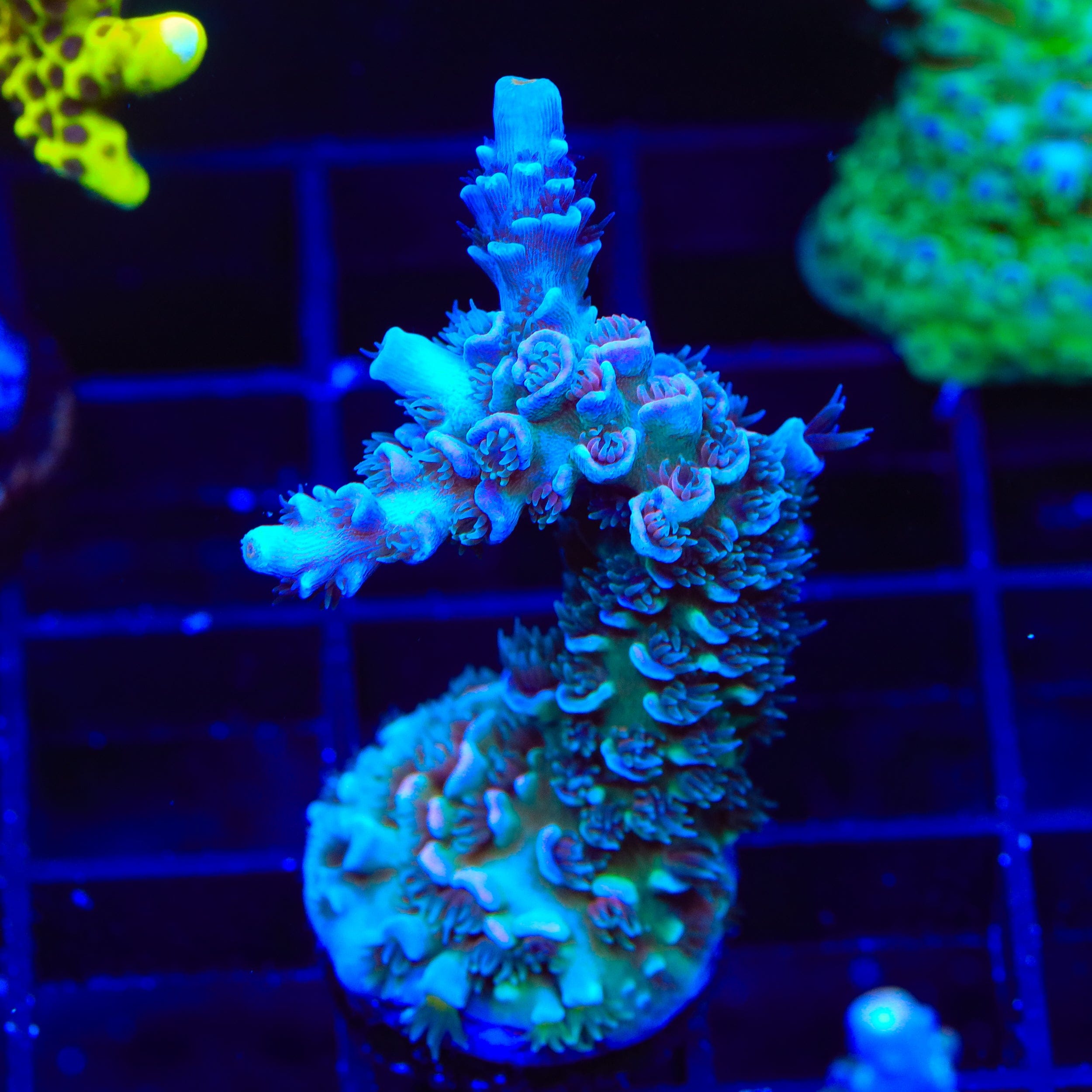 TSA Peach Tree Tenuis Acropora XL Frag Coral