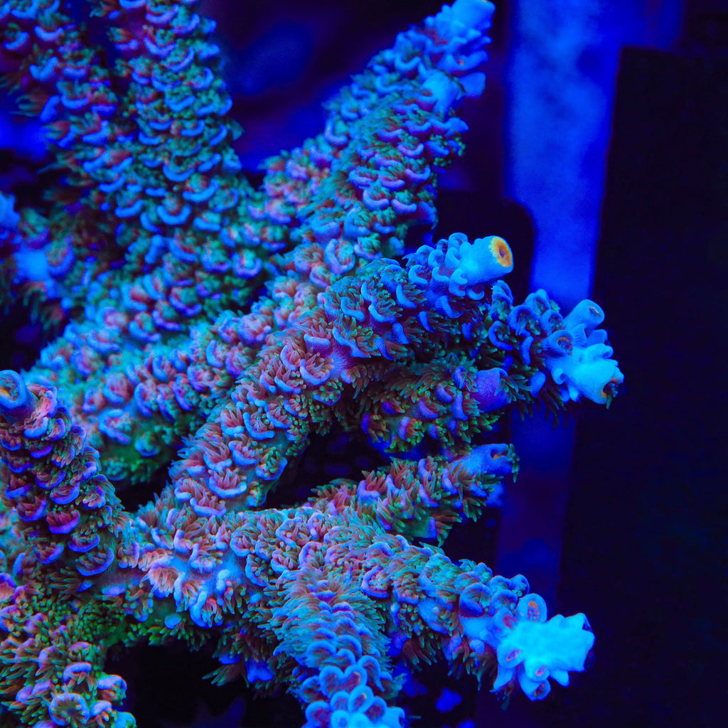 TSA Peach Tree Tenuis Acropora XL Frag Coral