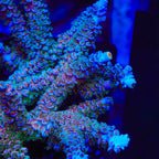TSA Peach Tree Tenuis Acropora XL Frag Coral