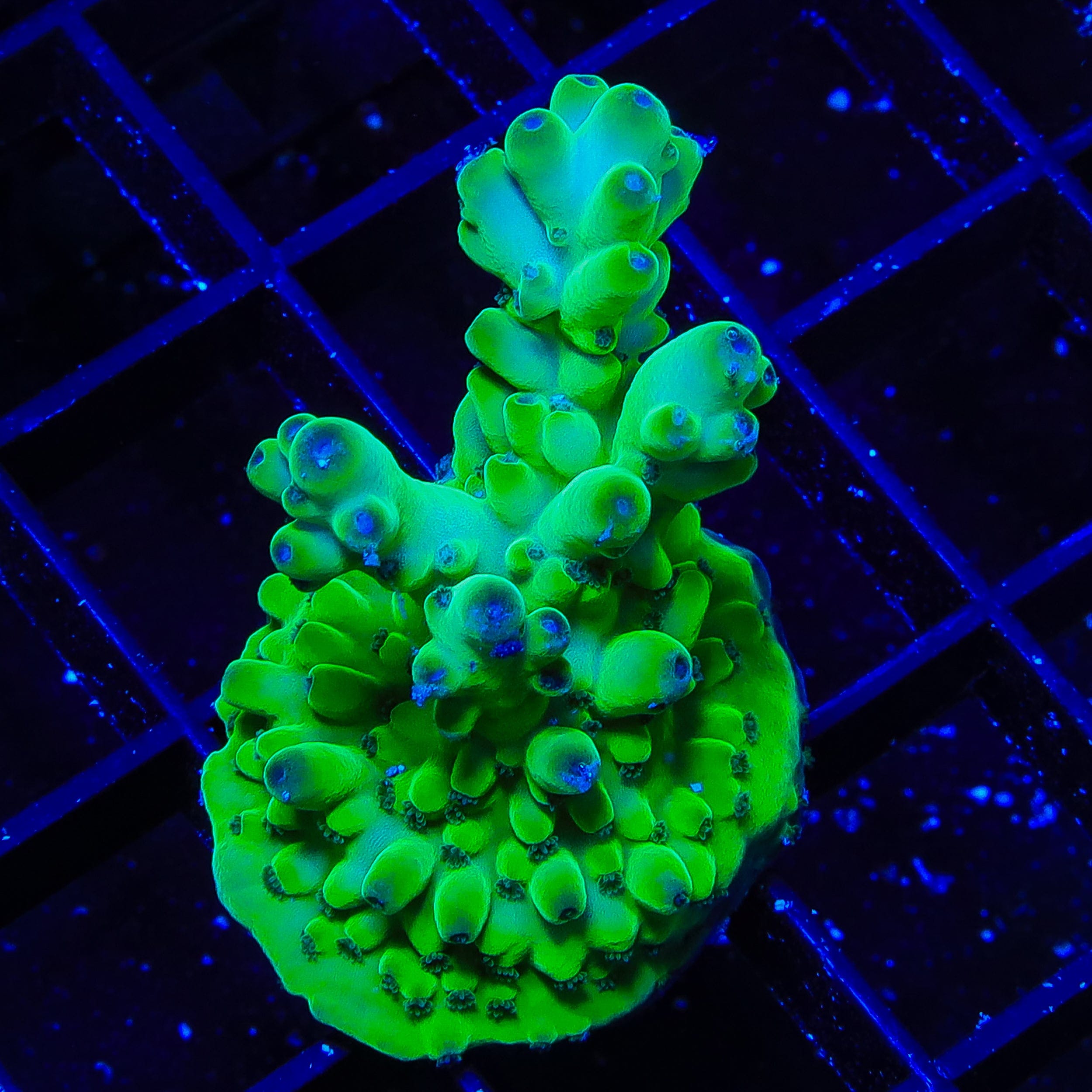 TSA Pearl Acropora XL Frag Coral