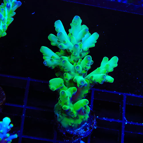 TSA Pearl Acropora XL Frag Coral