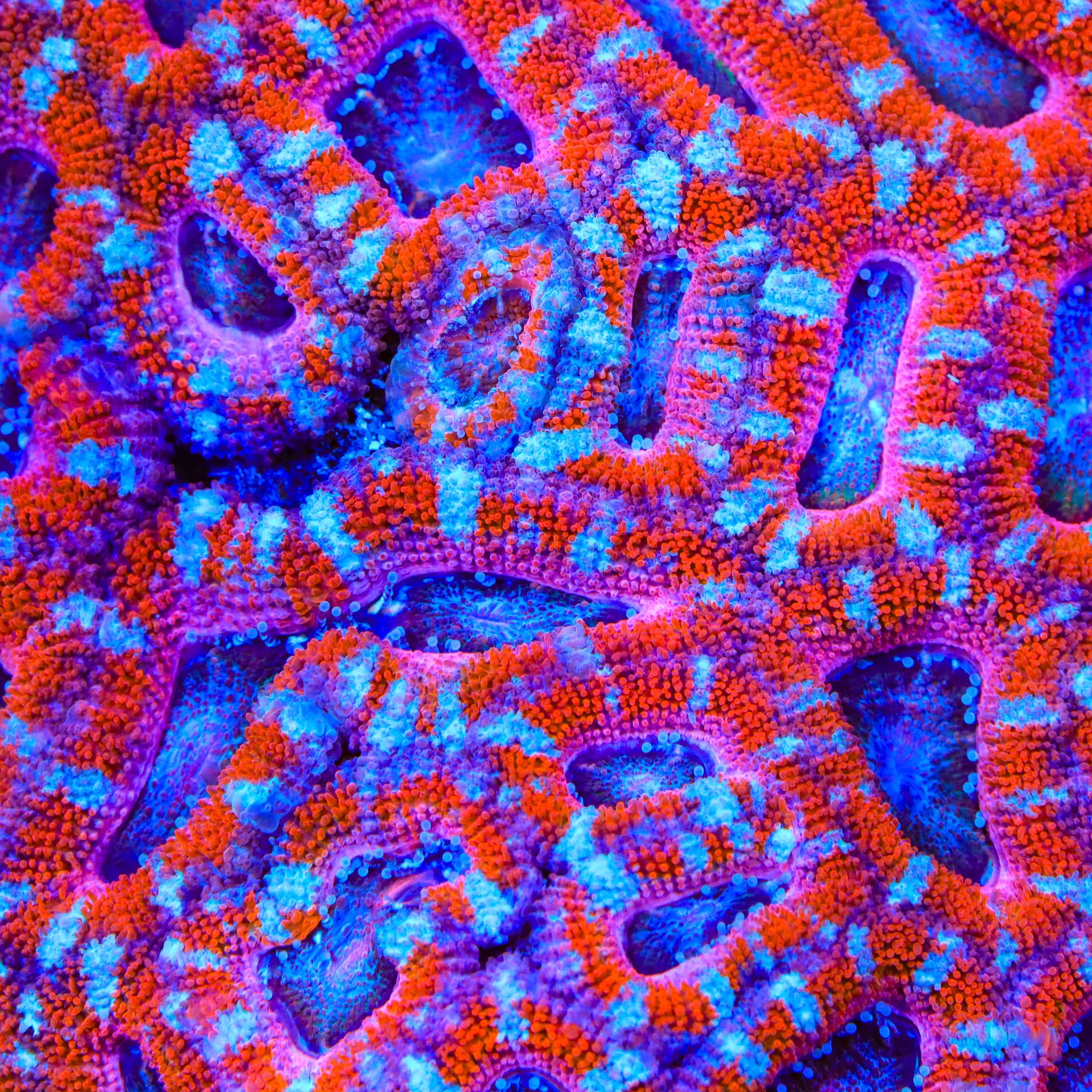 TSA Peppermint Beast Acan Coral