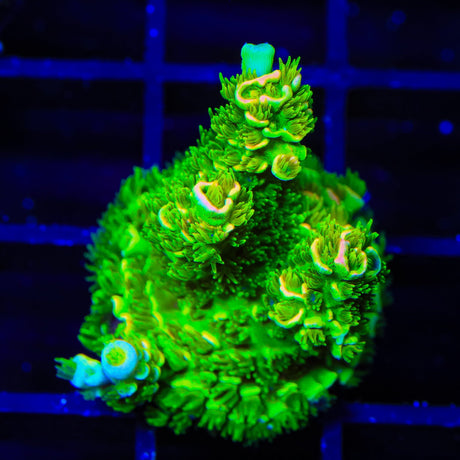 TSA Peter Pan Tenuis Acropora Coral