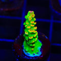 TSA Peter Pan Tenuis Acropora Coral