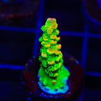 TSA Peter Pan Tenuis Acropora Coral