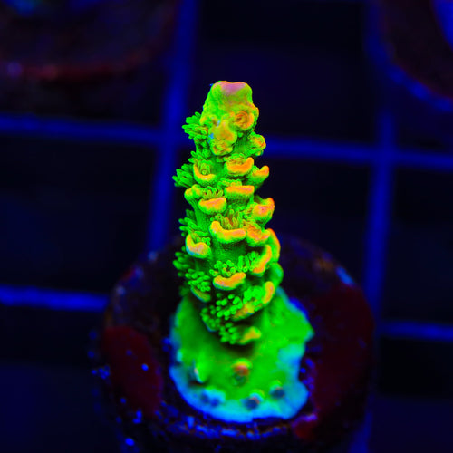 TSA Peter Pan Tenuis Acropora Coral