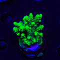 TSA Pineapple Juice Acropora Coral