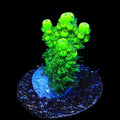 TSA Pineapple Juice Acropora Coral