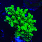 TSA Pineapple Juice XL Frag Acropora Coral