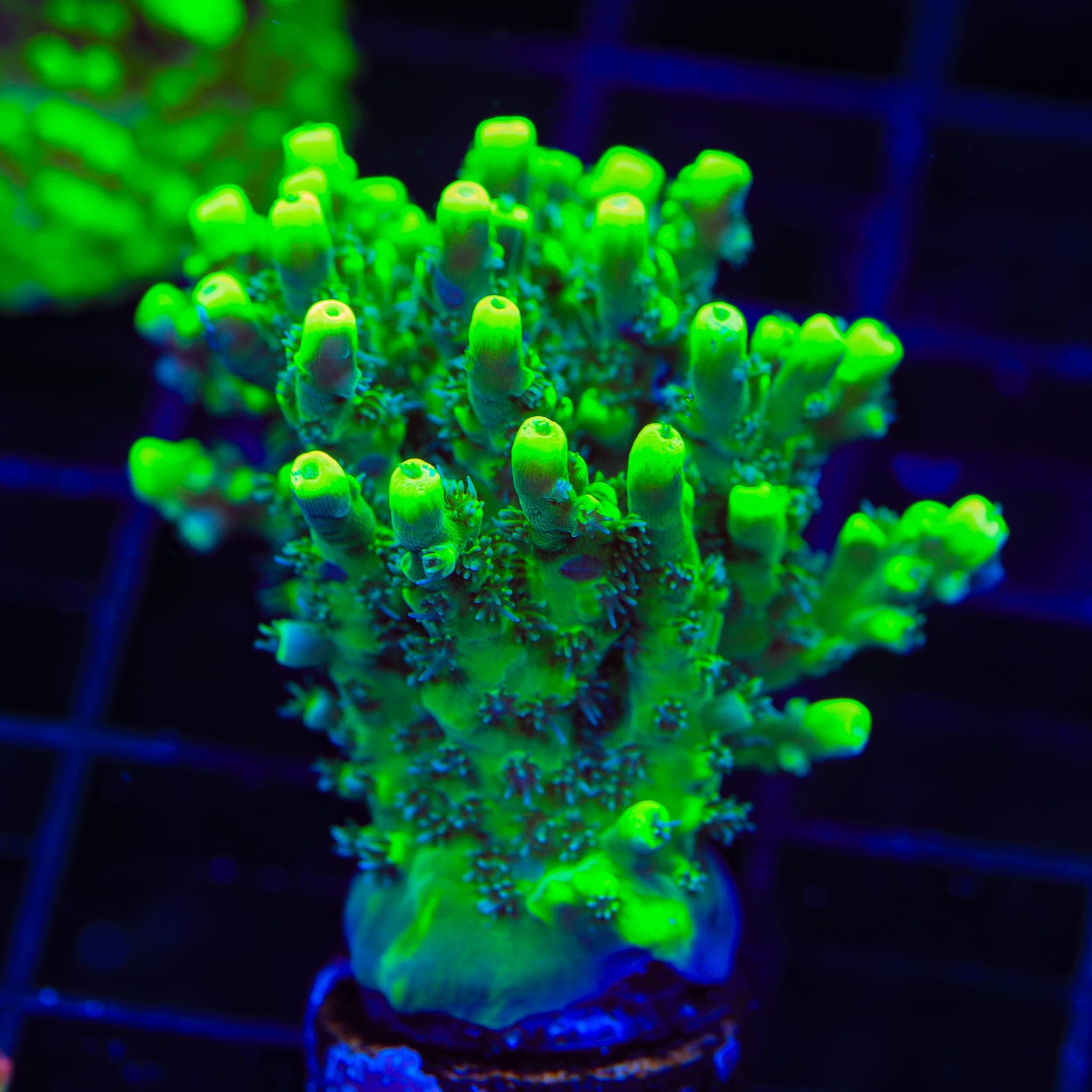 TSA Pineapple Juice Acropora XL Frag Coral