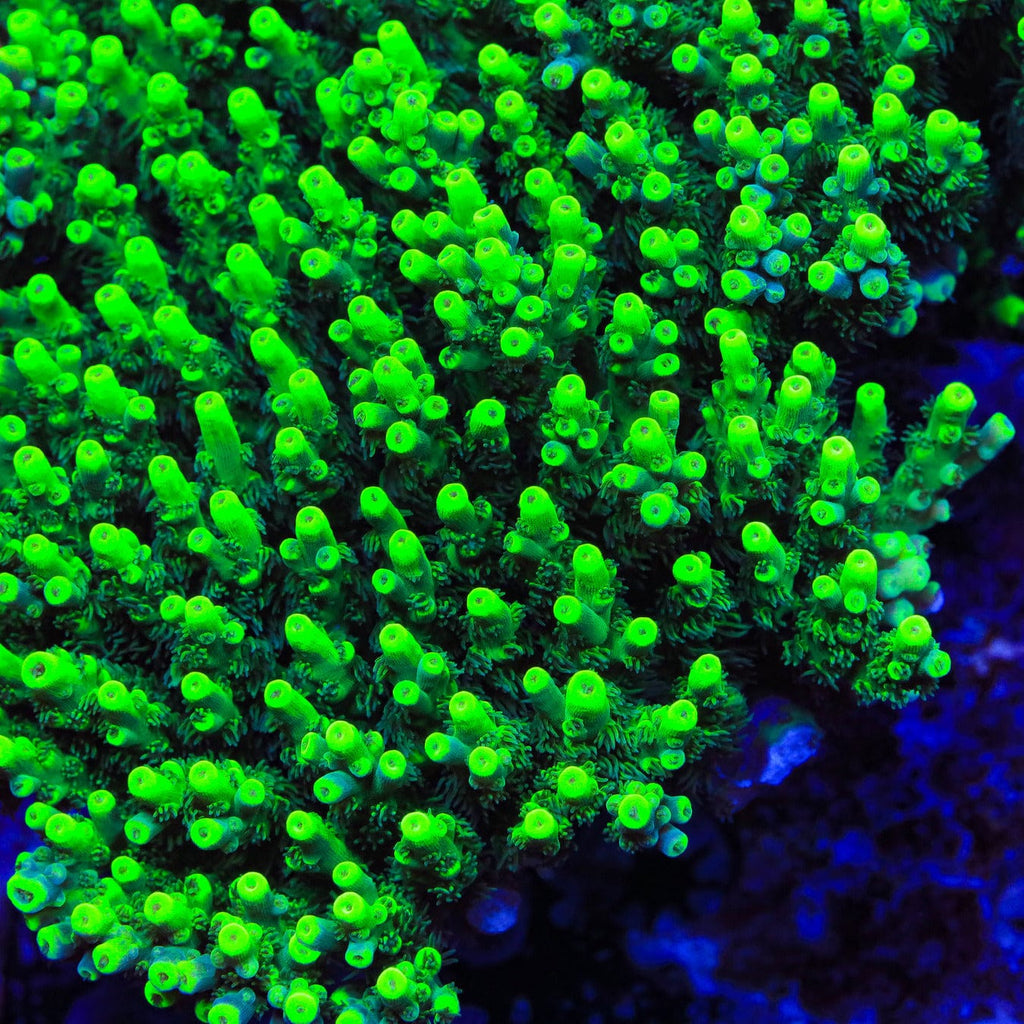 TSA Pineapple Juice Acropora XL Frag Coral