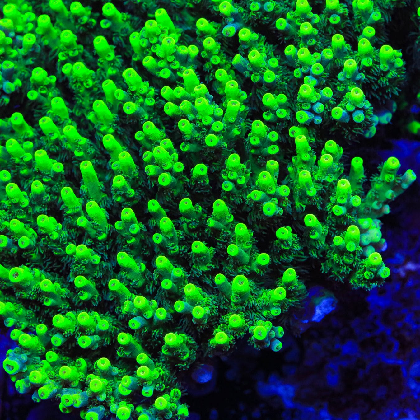 TSA Pineapple Juice Acropora XL Frag Coral