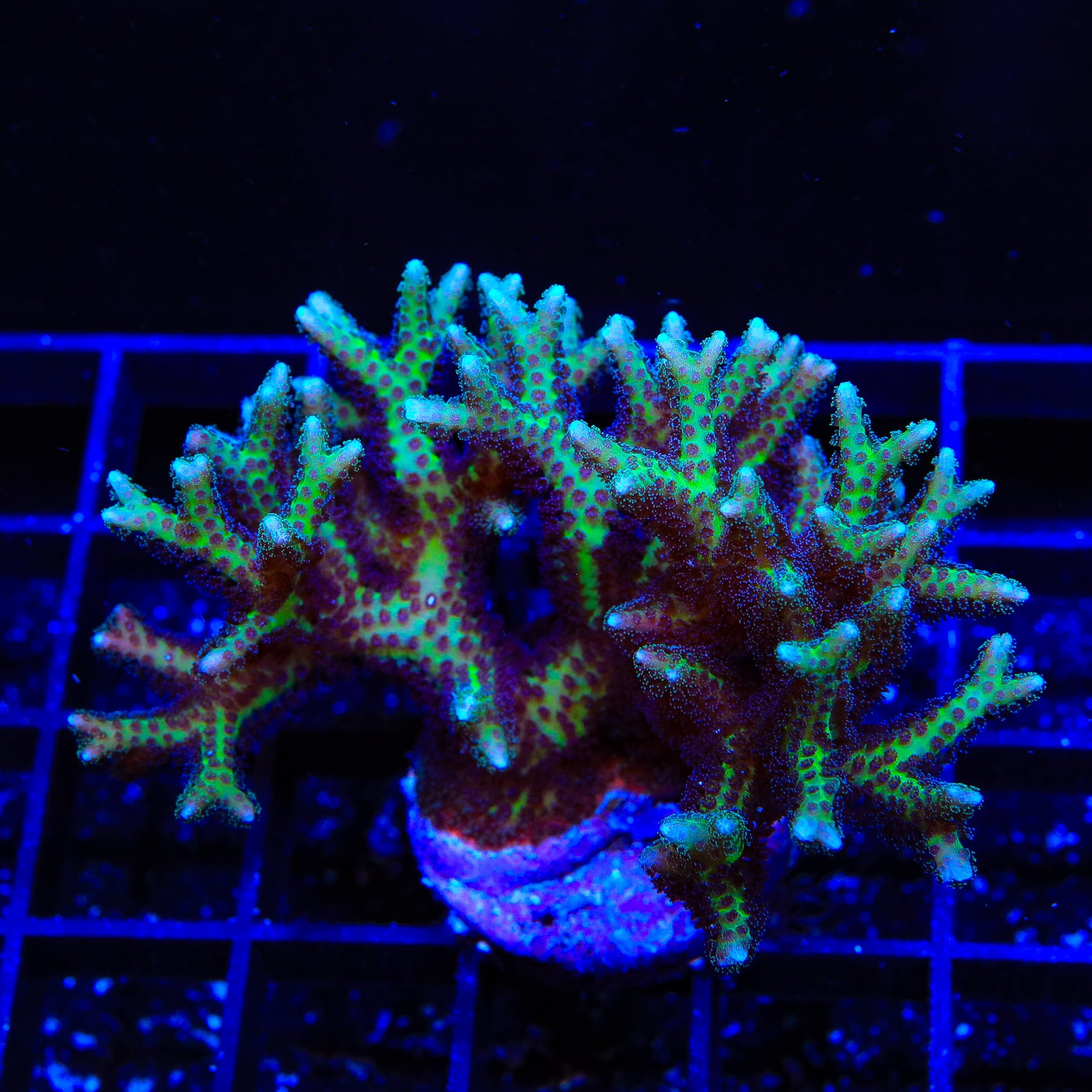 TSA Pink Birdsnest Colony Coral