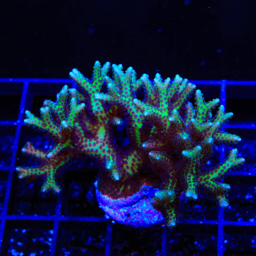 TSA Pink Birdsnest Colony Coral
