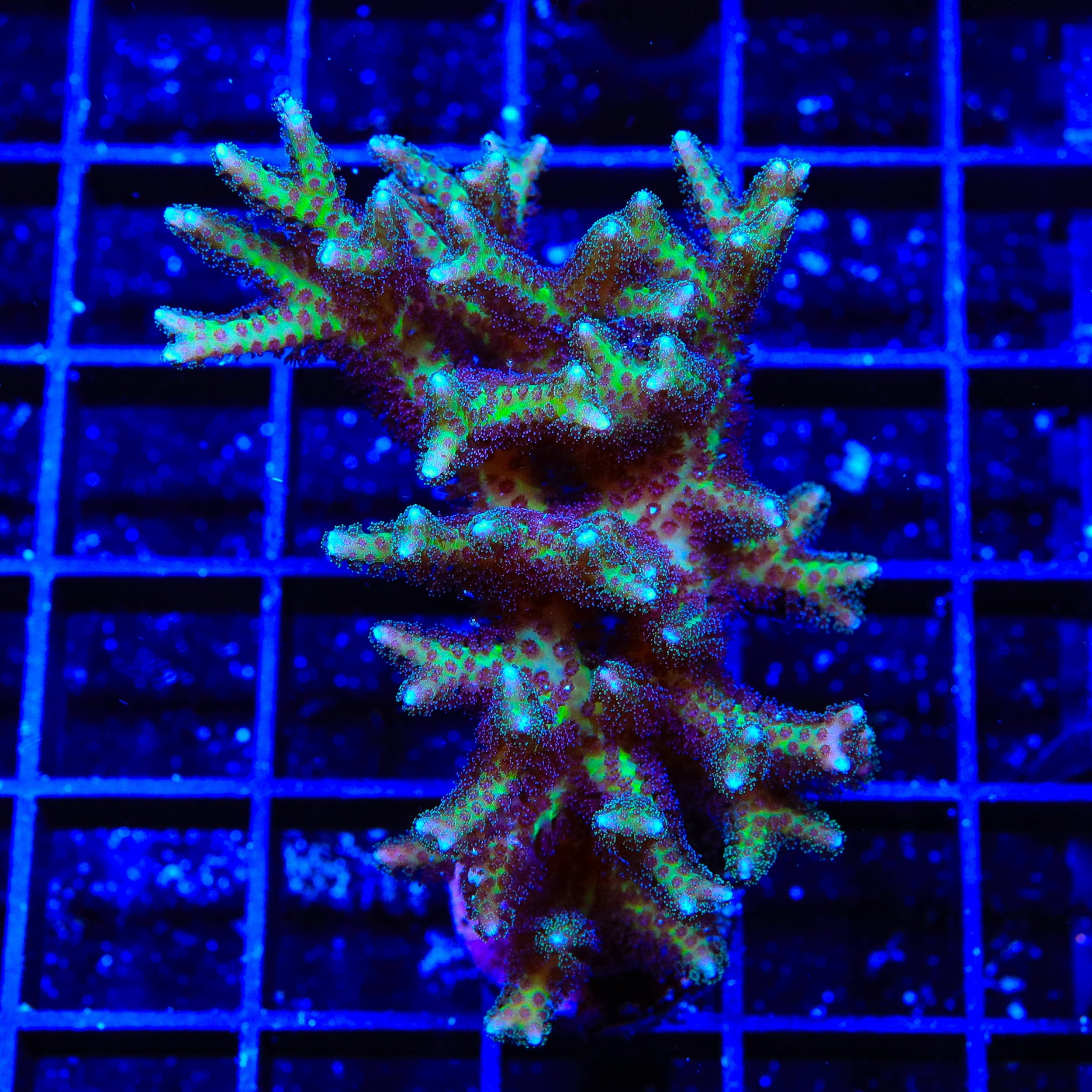 TSA Pink Birdsnest Colony Coral