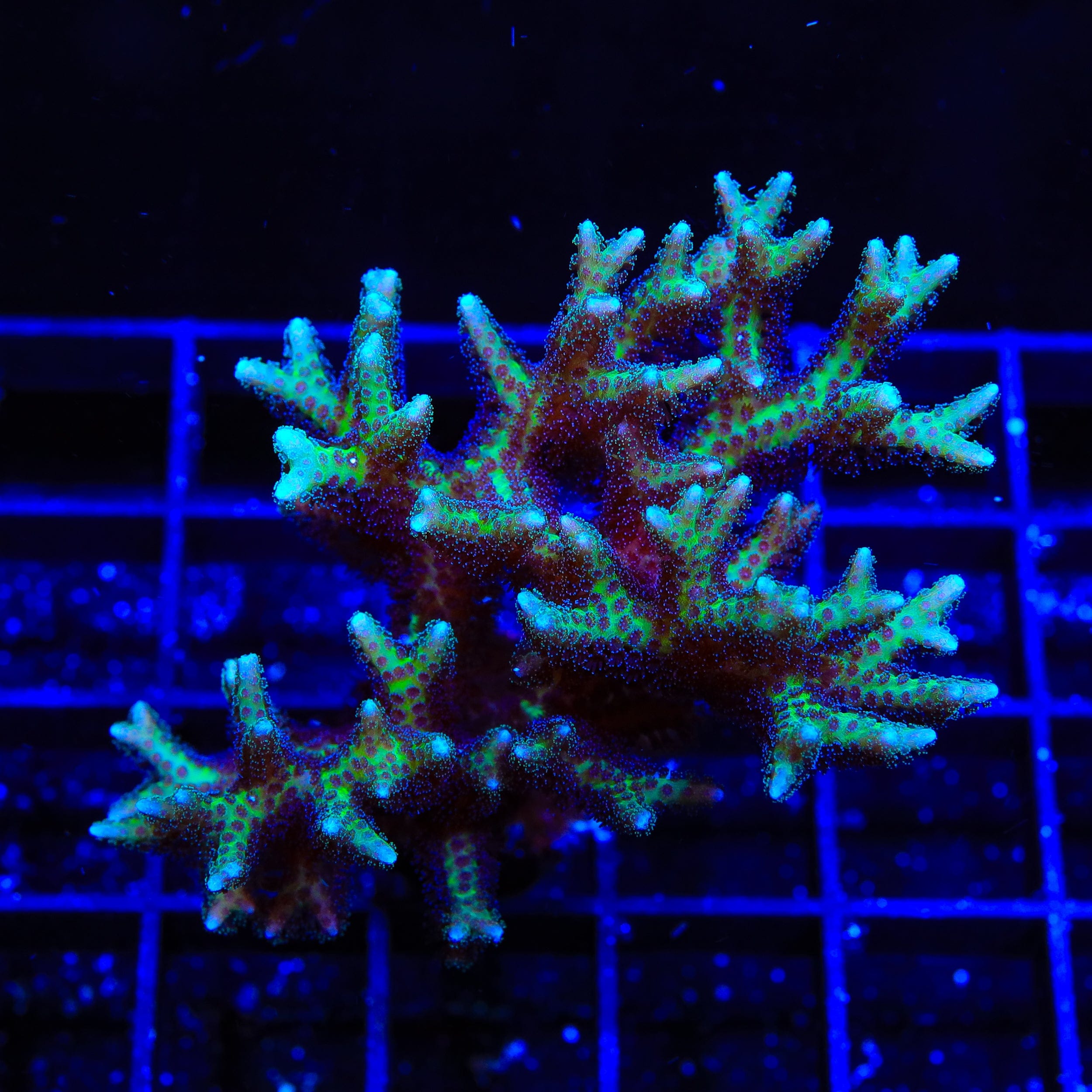 TSA Pink Birdsnest Colony Coral