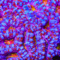 TSA Pink Dreams Acan Coral