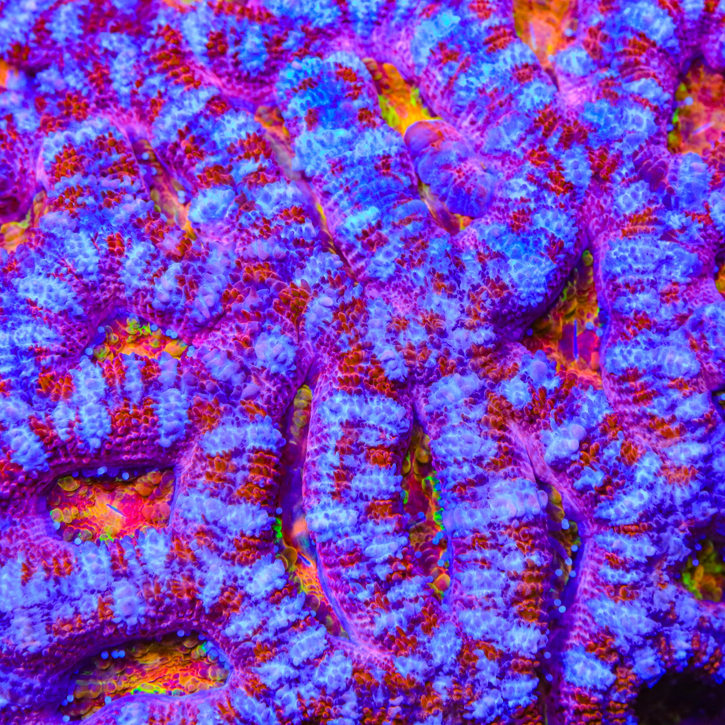 TSA Pink Dreams Acan Coral
