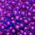 TSA Pink Panther Goniopora Coral