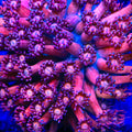 TSA Pink Panther Goniopora Coral
