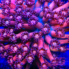 TSA Pink Panther Goniopora Coral
