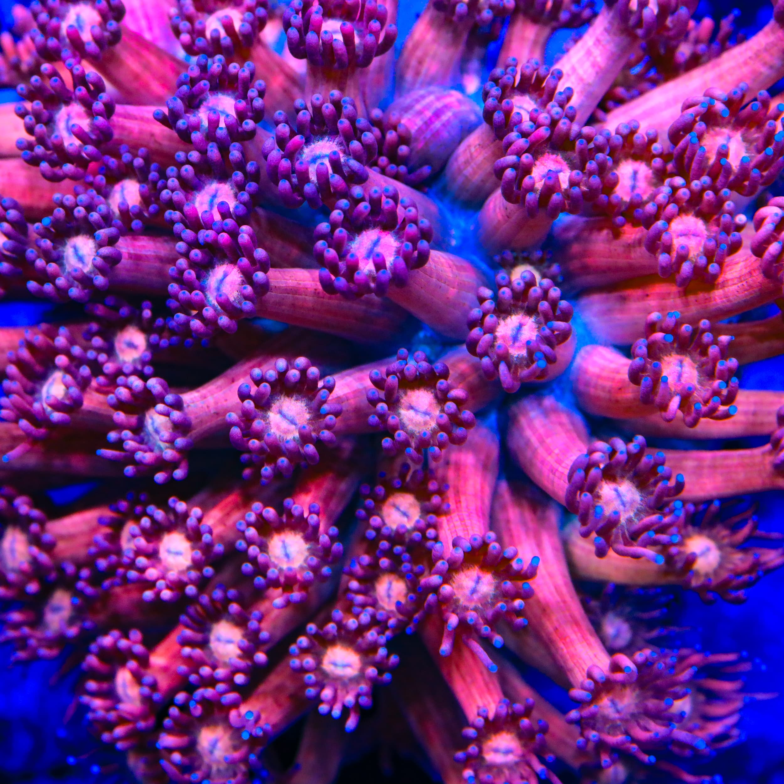 TSA Pink Panther Goniopora Coral