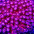 TSA Pink Passion Goniopora Coral