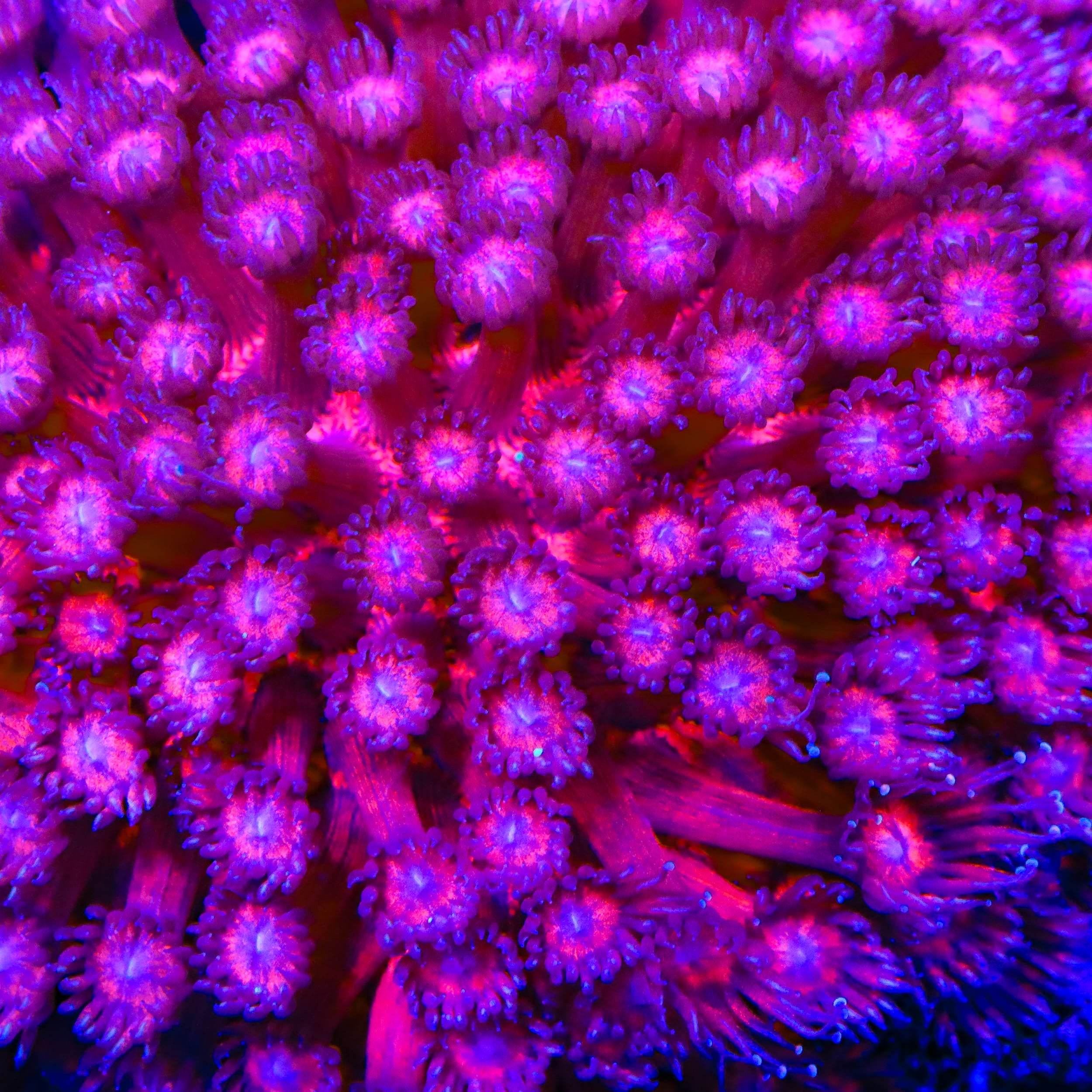 TSA Pink Passion Goniopora Coral
