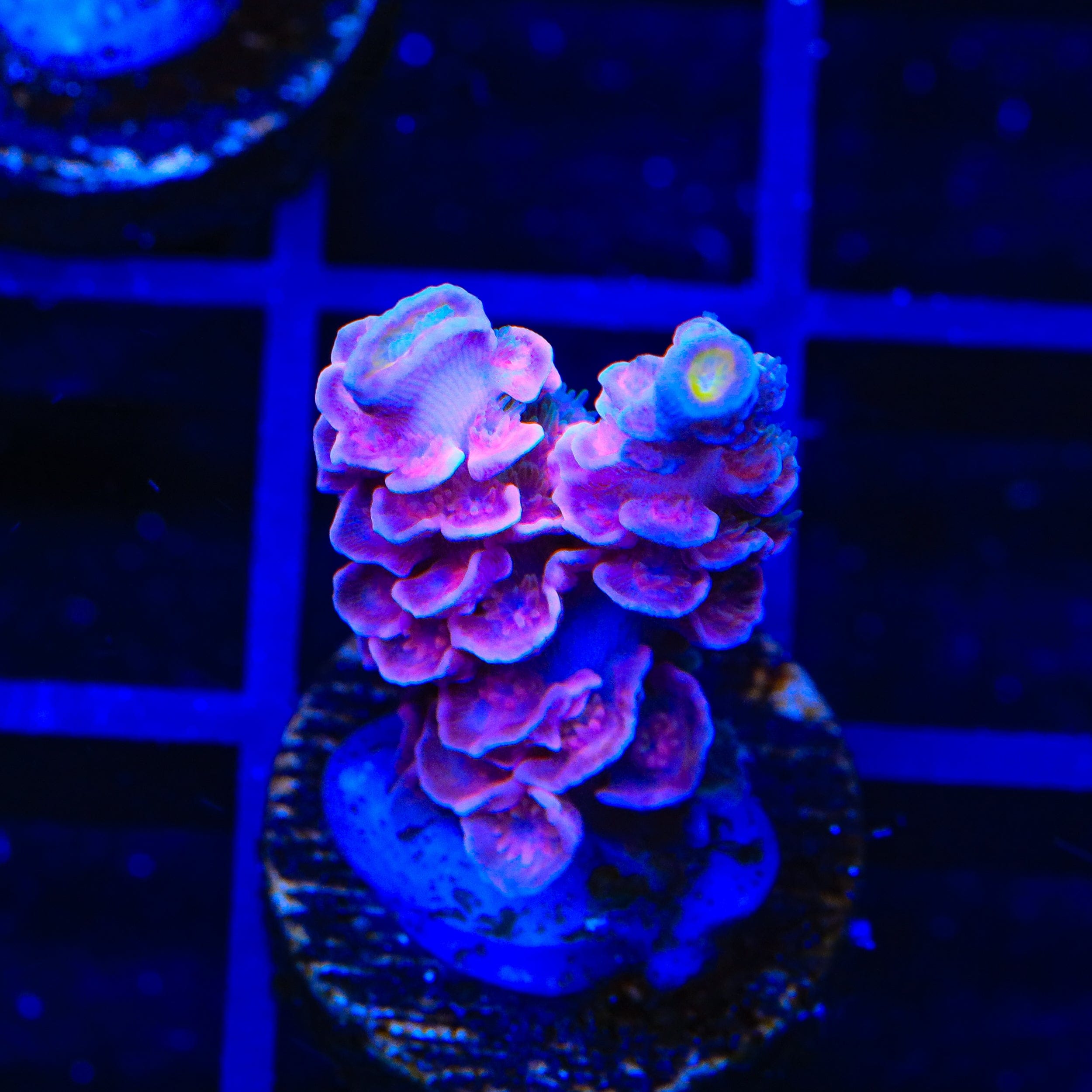 TSA Pink Pony Club Acropora Coral