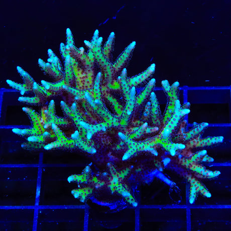 TSA Pink Tip Birdsnest Colony Coral