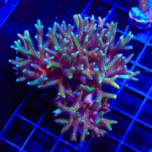 TSA Pink Tip Birdsnest Colony Coral