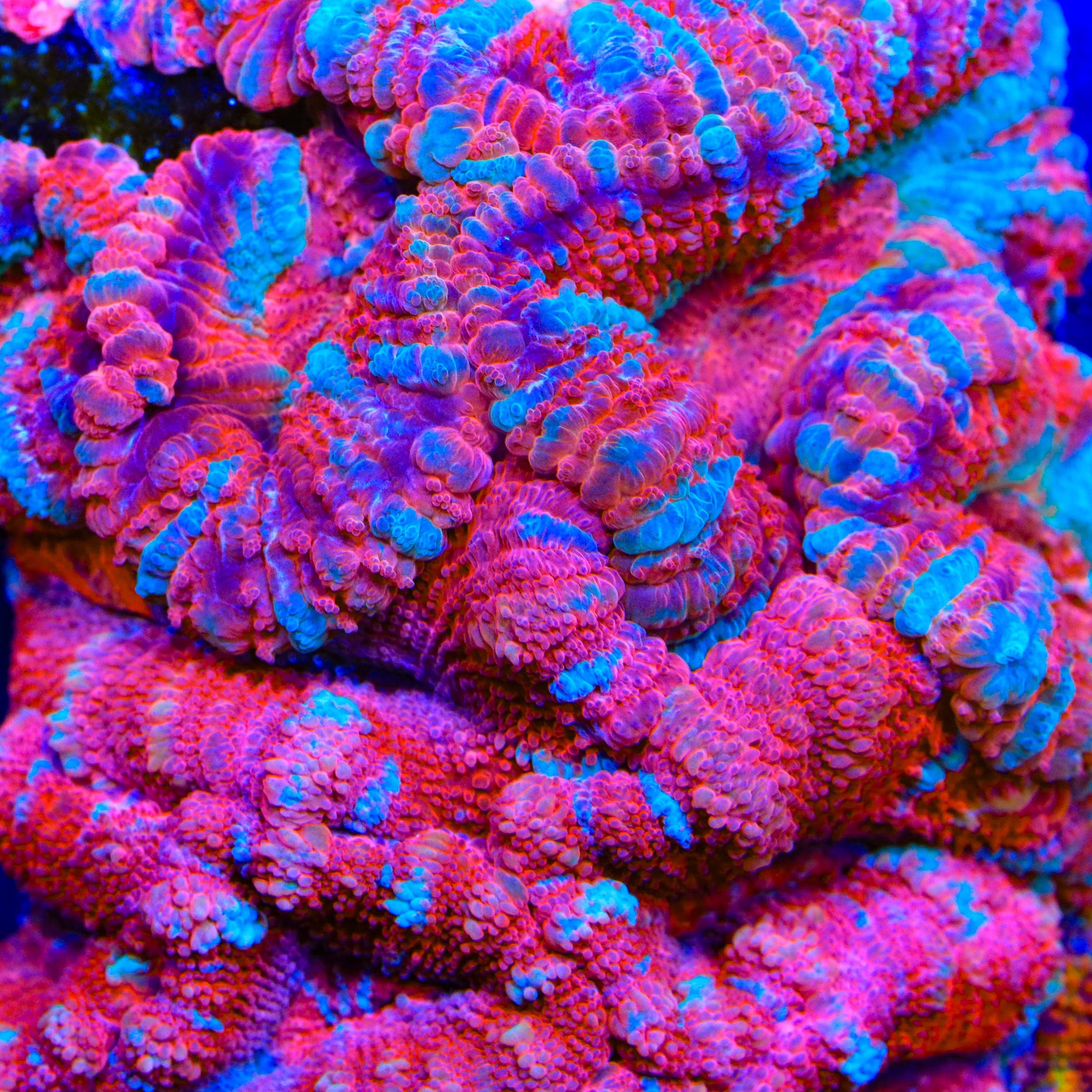 TSA Pinky Drinky Acan Coral