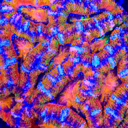 TSA Pixel Acan Coral