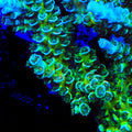 TSA Pixie Pop Acropora Coral