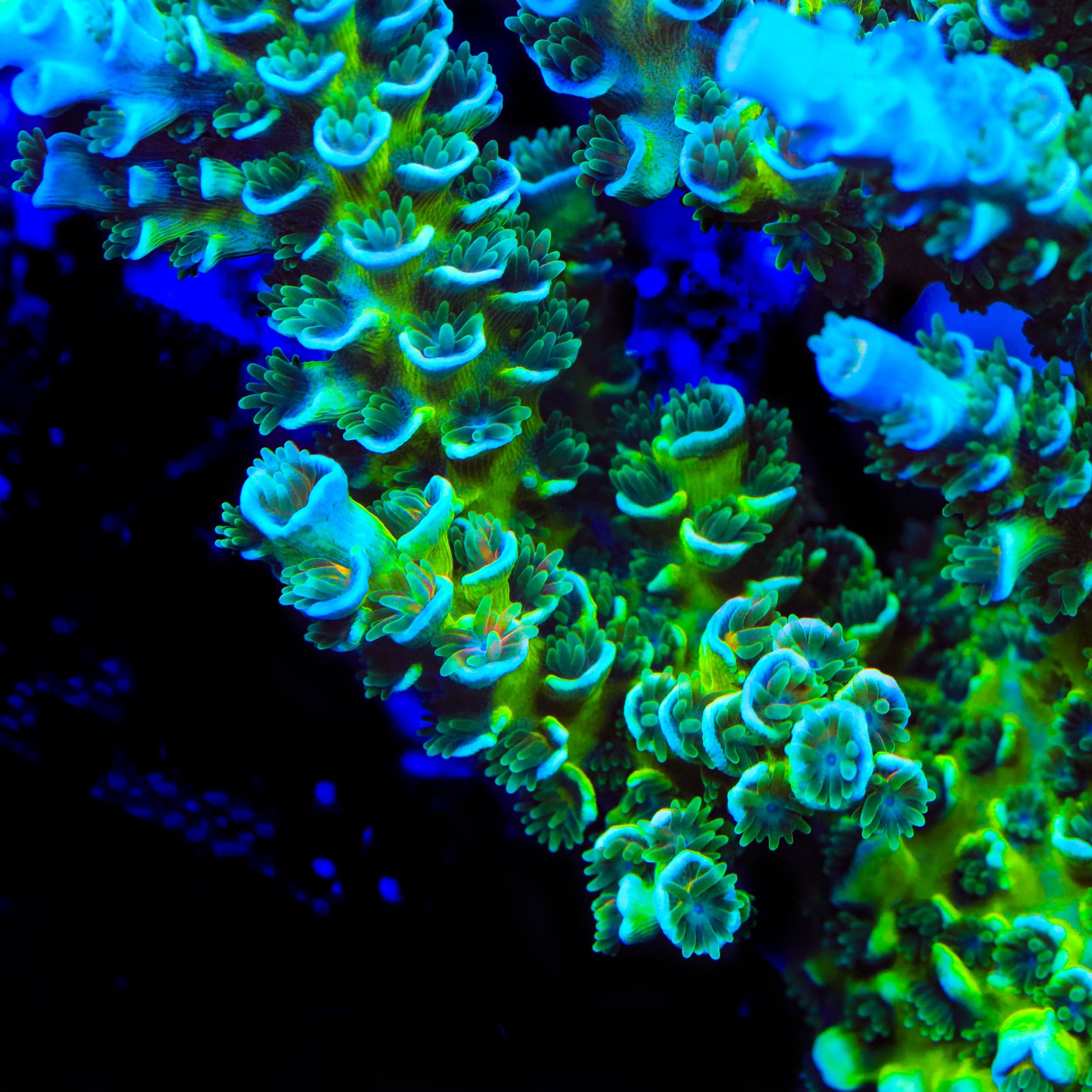 TSA Pixie Pop Acropora Coral
