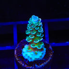 TSA Pixie Pop Acropora Coral