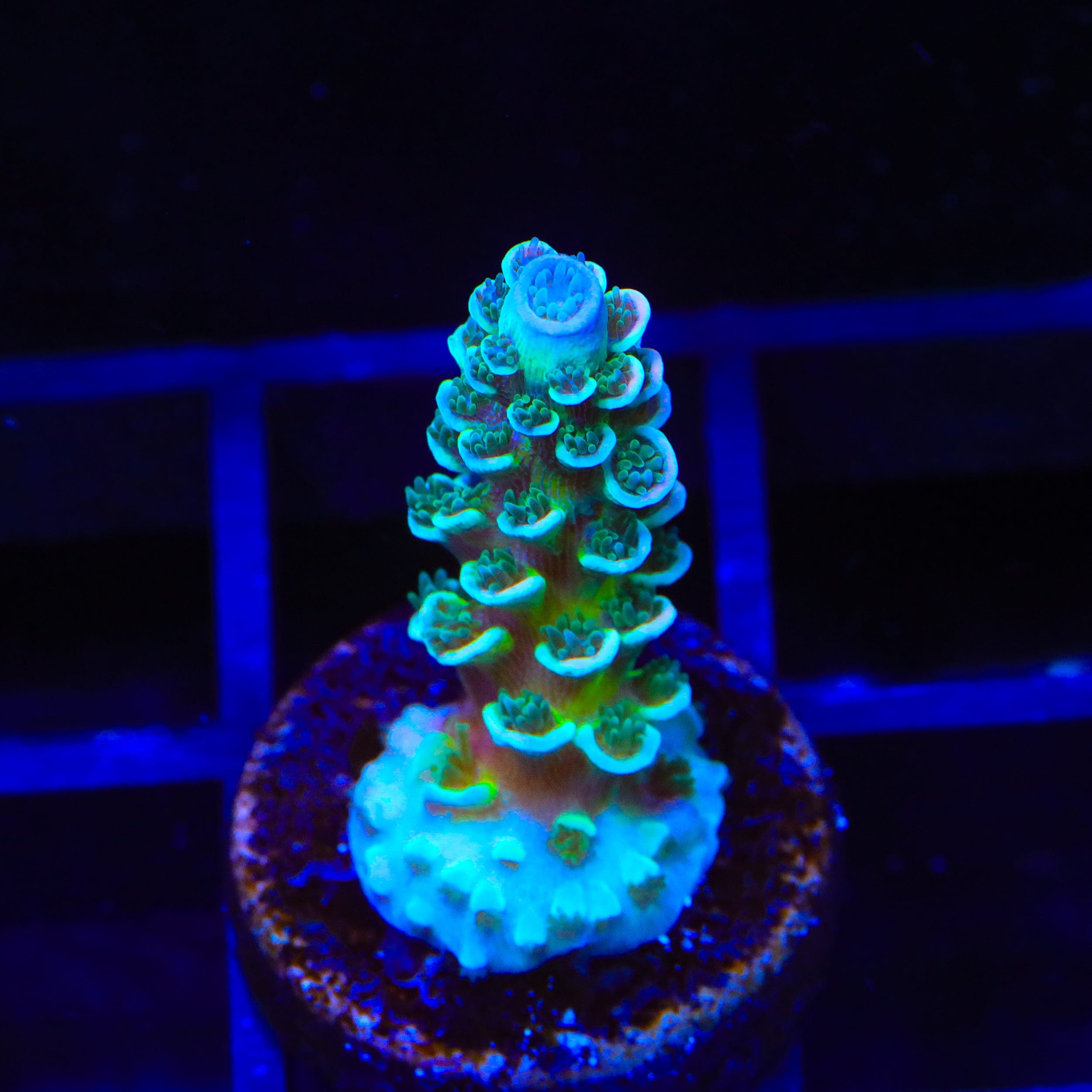 TSA Pixie Pop Acropora Coral