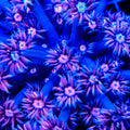 TSA Plasma Goniopora Coral