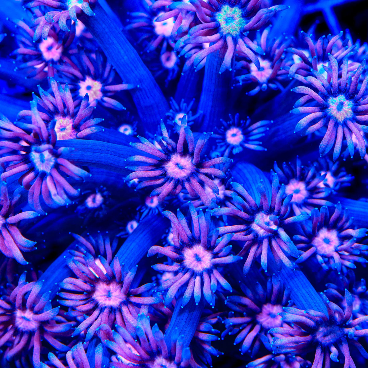 TSA Plasma Goniopora Coral